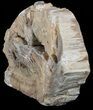 Polished Petrified Wood (Arucaria) End Cut - Amarillo, Texas #56211-1